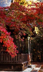 Preview wallpaper tree, leaves, autumn, house