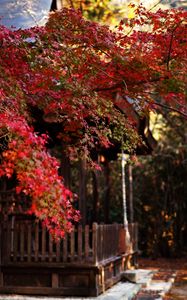 Preview wallpaper tree, leaves, autumn, house