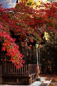 Preview wallpaper tree, leaves, autumn, house