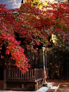 Preview wallpaper tree, leaves, autumn, house