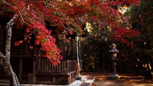 Preview wallpaper tree, leaves, autumn, house