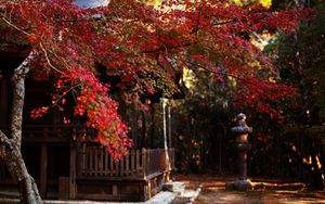 Preview wallpaper tree, leaves, autumn, house