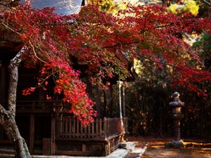 Preview wallpaper tree, leaves, autumn, house