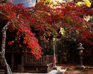 Preview wallpaper tree, leaves, autumn, house