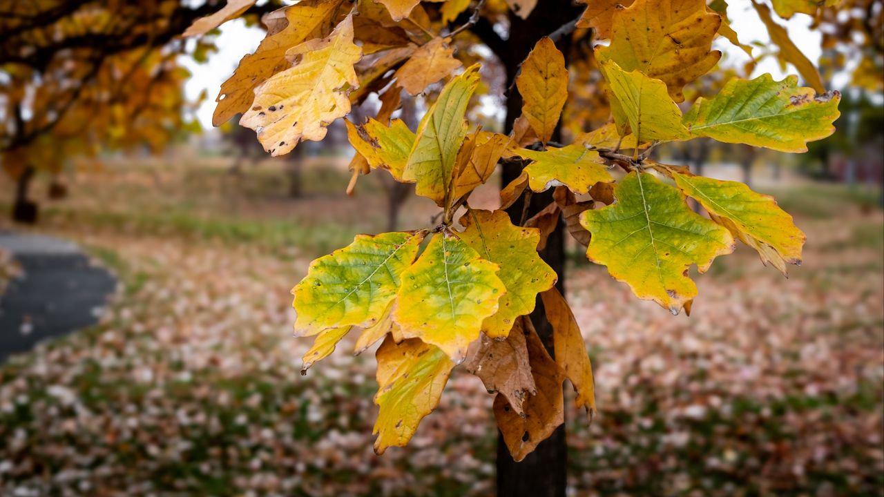 Wallpaper tree, leaves, autumn, forest, nature