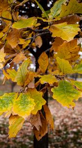Preview wallpaper tree, leaves, autumn, forest, nature