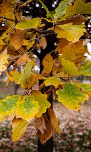 Preview wallpaper tree, leaves, autumn, forest, nature