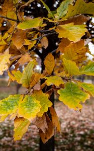 Preview wallpaper tree, leaves, autumn, forest, nature