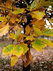 Preview wallpaper tree, leaves, autumn, forest, nature