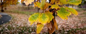 Preview wallpaper tree, leaves, autumn, forest, nature