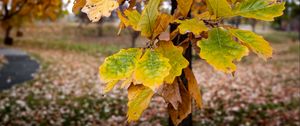 Preview wallpaper tree, leaves, autumn, forest, nature