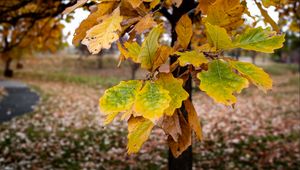 Preview wallpaper tree, leaves, autumn, forest, nature