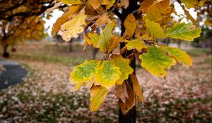 Preview wallpaper tree, leaves, autumn, forest, nature