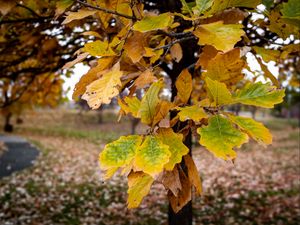 Preview wallpaper tree, leaves, autumn, forest, nature