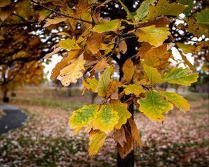 Preview wallpaper tree, leaves, autumn, forest, nature