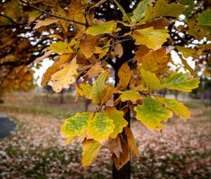 Preview wallpaper tree, leaves, autumn, forest, nature