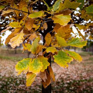 Preview wallpaper tree, leaves, autumn, forest, nature