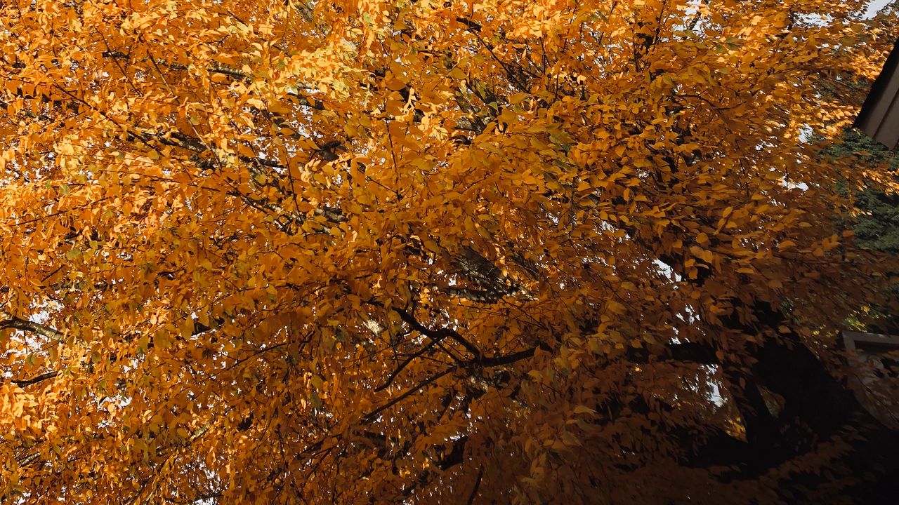 Wallpaper tree, leaves, autumn, nature