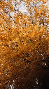 Preview wallpaper tree, leaves, autumn, nature