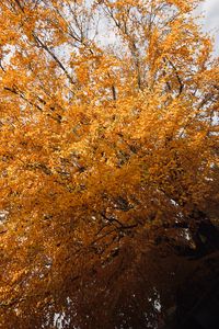 Preview wallpaper tree, leaves, autumn, nature