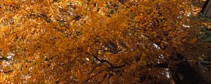 Preview wallpaper tree, leaves, autumn, nature