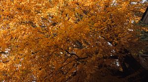 Preview wallpaper tree, leaves, autumn, nature