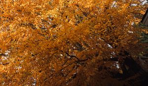 Preview wallpaper tree, leaves, autumn, nature