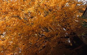 Preview wallpaper tree, leaves, autumn, nature