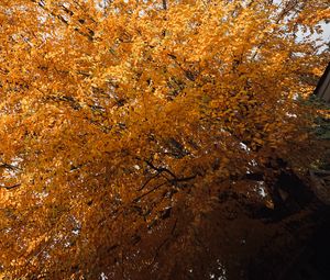 Preview wallpaper tree, leaves, autumn, nature