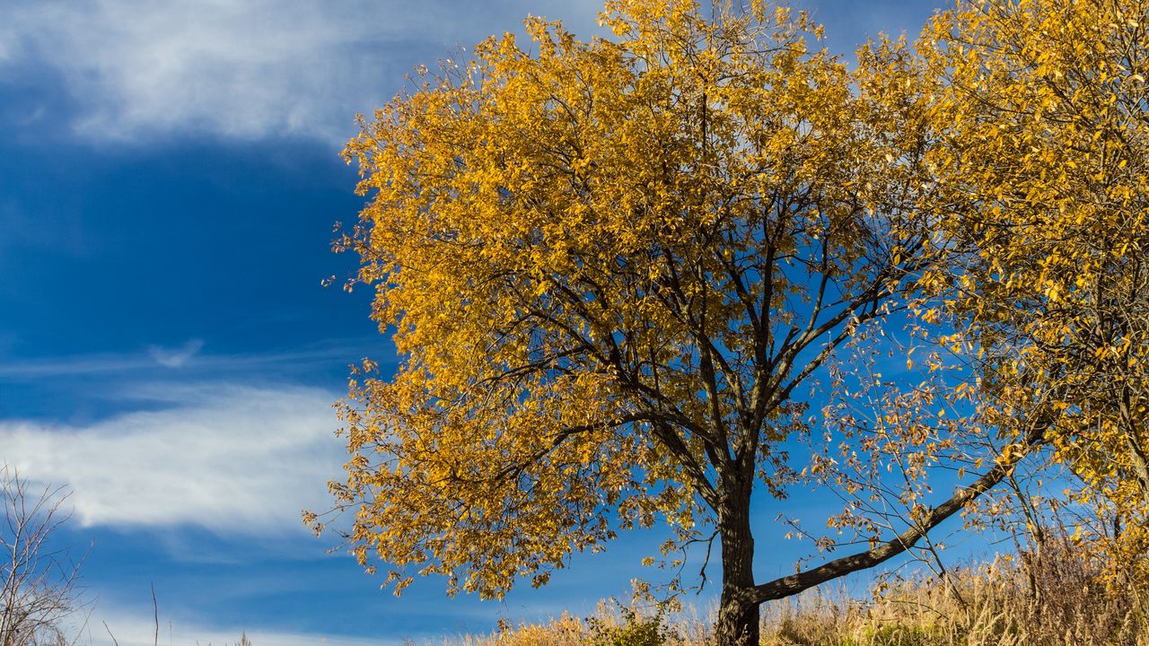 Wallpaper tree, leaves, autumn, nature, landscape