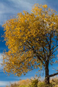 Preview wallpaper tree, leaves, autumn, nature, landscape