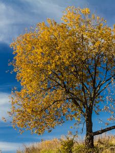 Preview wallpaper tree, leaves, autumn, nature, landscape
