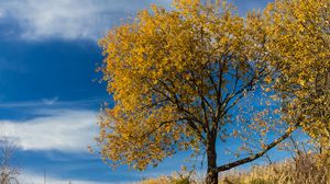 Preview wallpaper tree, leaves, autumn, nature, landscape