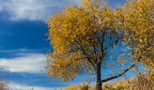 Preview wallpaper tree, leaves, autumn, nature, landscape