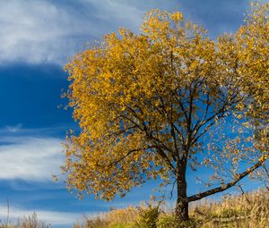 Preview wallpaper tree, leaves, autumn, nature, landscape