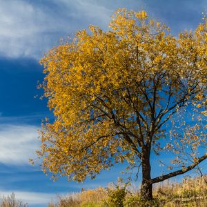 Preview wallpaper tree, leaves, autumn, nature, landscape
