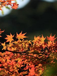 Preview wallpaper tree, leaves, autumn