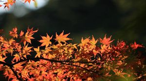 Preview wallpaper tree, leaves, autumn