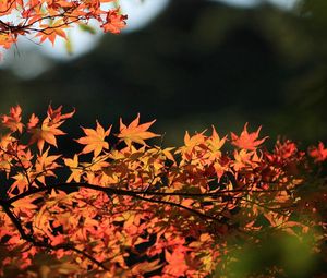 Preview wallpaper tree, leaves, autumn