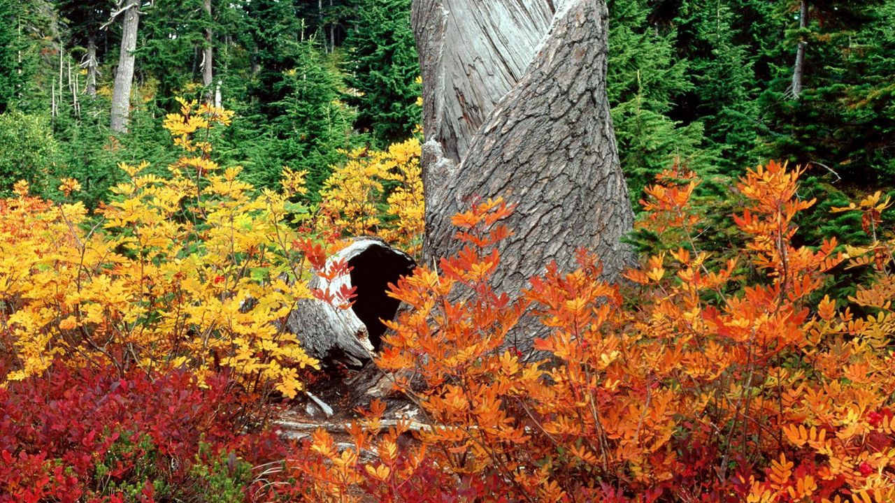 Wallpaper tree, leaves, autumn