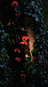 Preview wallpaper tree, leaves, backlight, macro, dark