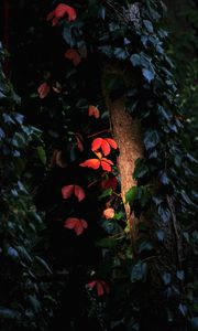 Preview wallpaper tree, leaves, backlight, macro, dark