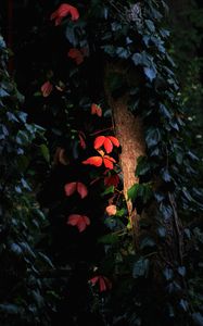 Preview wallpaper tree, leaves, backlight, macro, dark