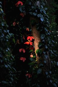Preview wallpaper tree, leaves, backlight, macro, dark