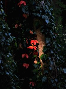 Preview wallpaper tree, leaves, backlight, macro, dark