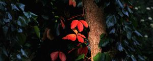 Preview wallpaper tree, leaves, backlight, macro, dark