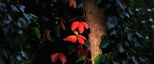 Preview wallpaper tree, leaves, backlight, macro, dark