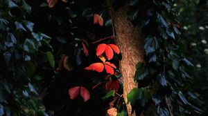 Preview wallpaper tree, leaves, backlight, macro, dark