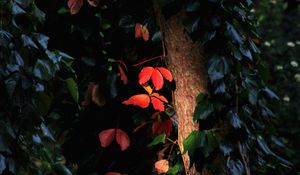 Preview wallpaper tree, leaves, backlight, macro, dark