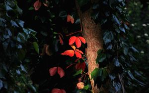 Preview wallpaper tree, leaves, backlight, macro, dark